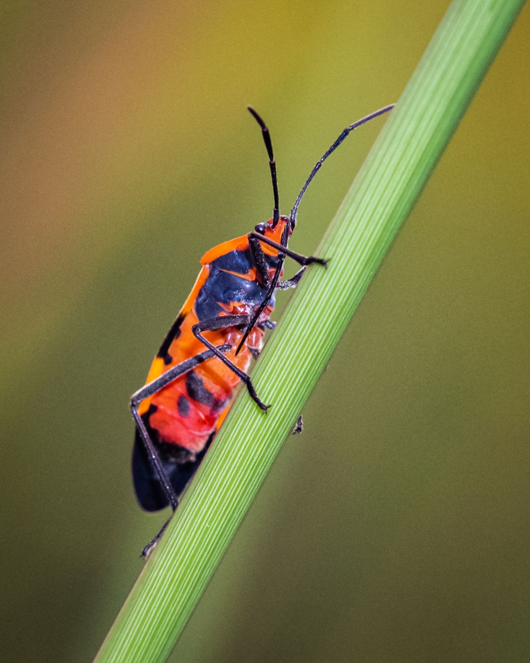 A red and black beetle